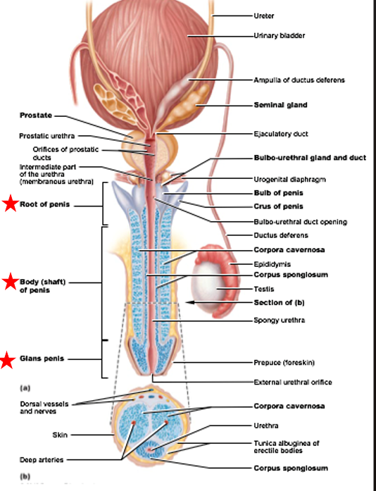 <ul><li><p>Function: deliver sperm to female reproductive tract during copulation</p></li><li><p>Ends in glans</p><ul><li><p>Glans surrounded by prepuce</p></li></ul></li></ul><p></p>