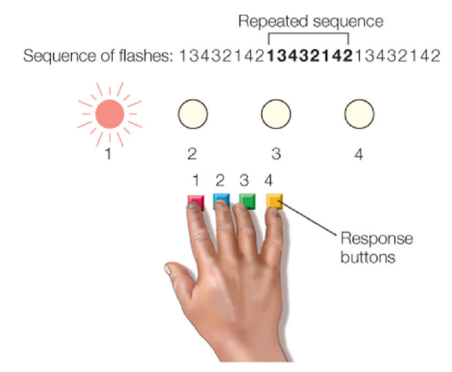 <p>• for procedural memory: motor skill learning</p><p>• press corresponding button as fast as possible upon stimulus presentation</p><p>• structured/repeated (s) or random (r) sequence</p>