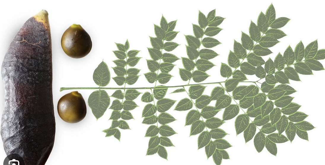 <p><em>Gymnocladus dioicus</em></p><p>Fabaceae</p><p></p>