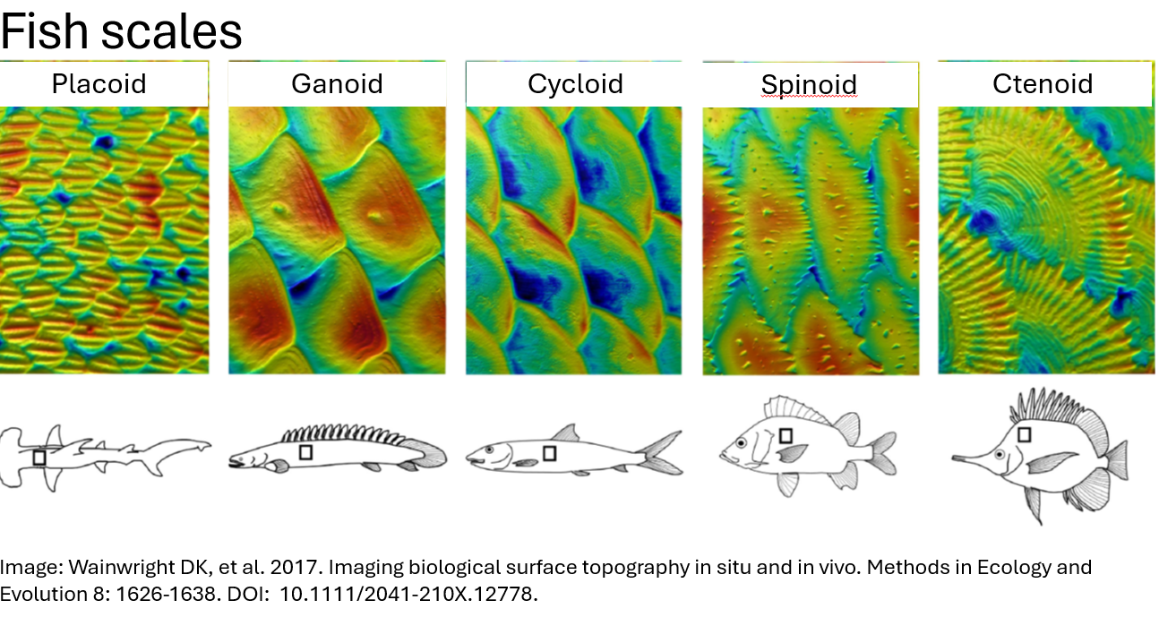 <p>cycloid vs ctenoid scales</p>