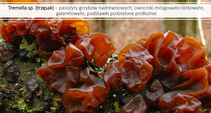 <p>Tremella sp.</p><p>Gr.: BASIDIOMYCOTA</p><p>Podgr.: AGARICOMYCOTINA </p><p>Kl.: Tremellomyctes </p><p>Rz.: Tremellales</p>