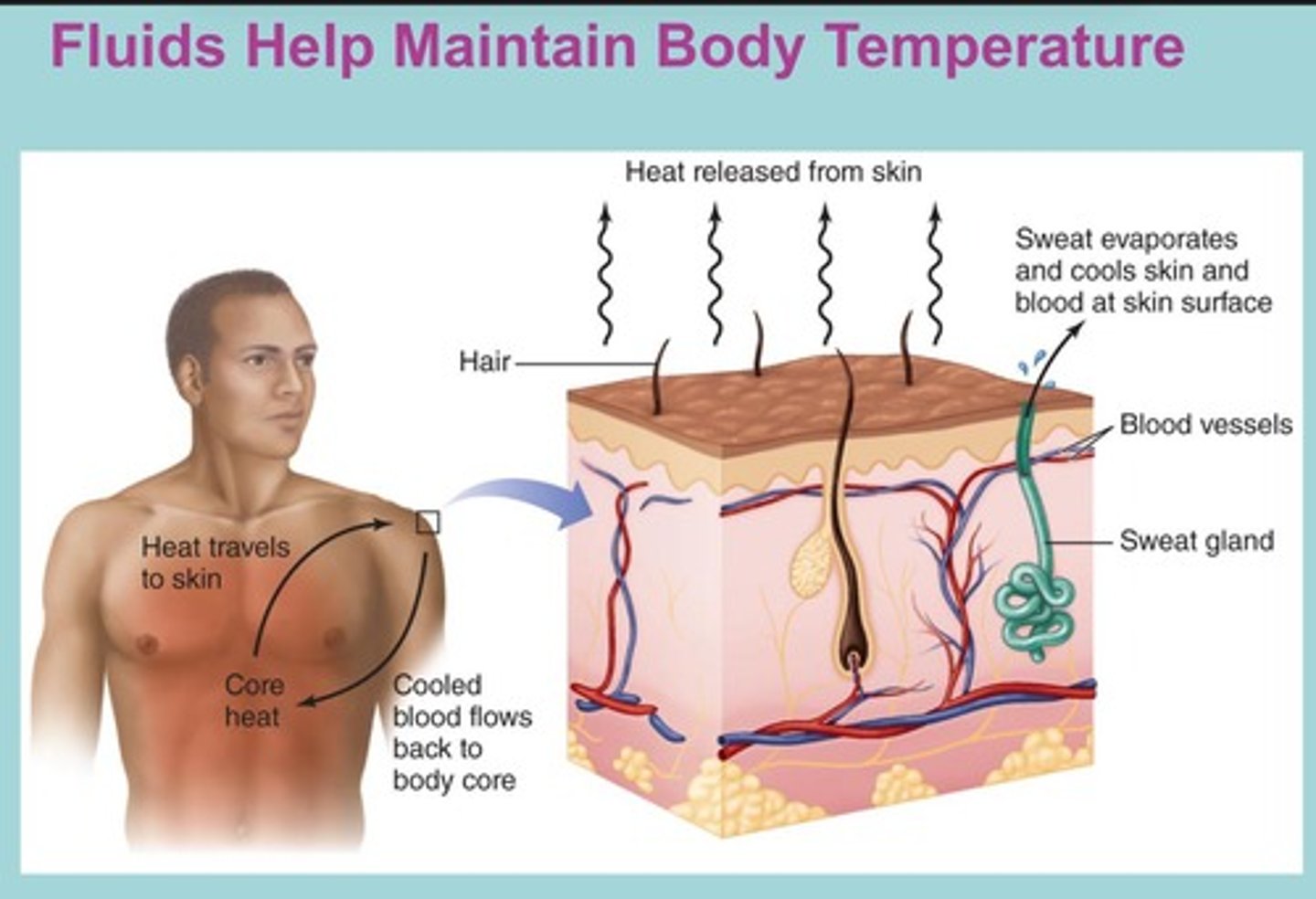 <p>Water has a high heat capacity, keeping body fluids stable and allowing sweating to cool the body.</p>