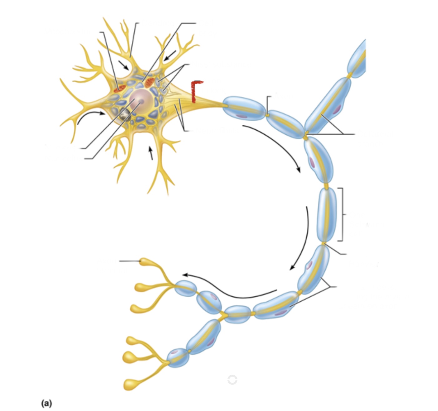 knowt flashcard image