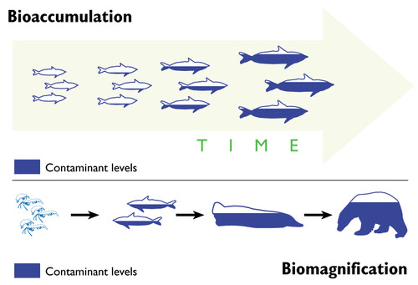 <p>The build-up of persistent or non-biodegradable pollutants within an organism or trophic level because they cannot be broken down.</p>