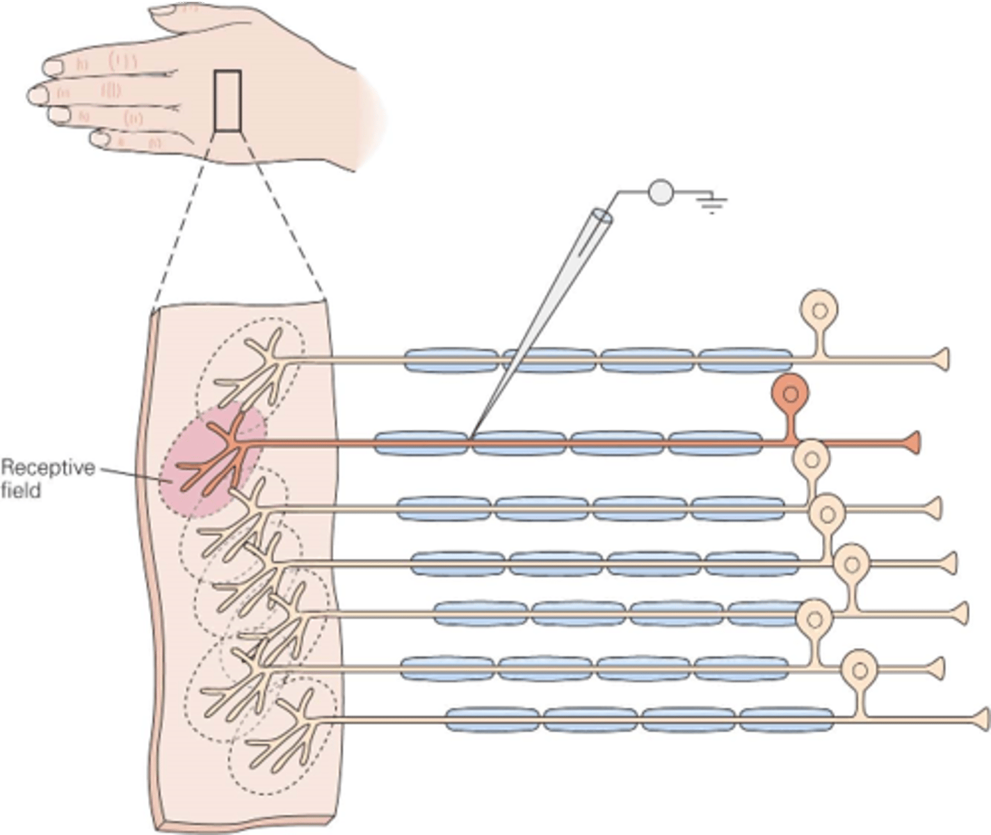 <p>In the somatic system, what is a receptive field?</p>