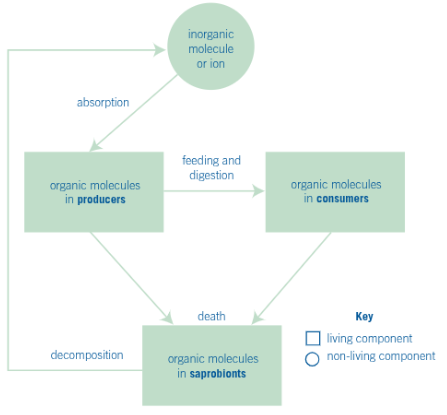 <p>leaves from plants die and fall on the ground, detritivoresbreak apart leaf tissues, sapotrophs break down organic matter and release inorganic nutrients, plants take up inorganic nutrients from soil</p>