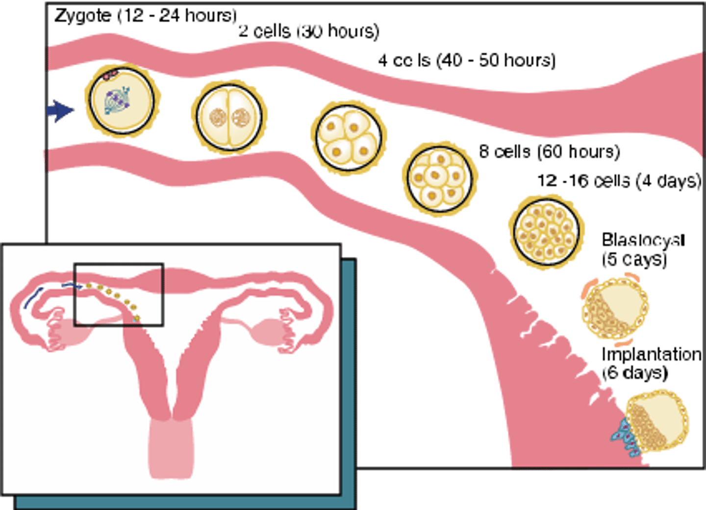 <p>1. Zygote (12-24 hours)</p><p>2. 2 cells (30 hours)</p><p>3. 4 cells (40-50 hours)</p><p>4. 8 cells (60 hours)</p><p>5. 12-16 cells (4 days)</p><p>6. Blastocyst (5 days)</p><p>7. Implantation (6-7 days)</p>