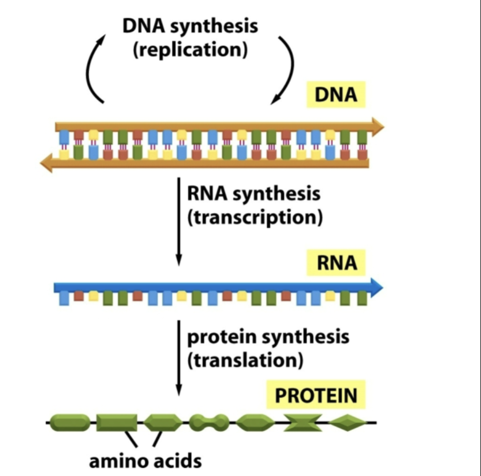 <p>Central Dogma (DNA → RNA → protein)</p>