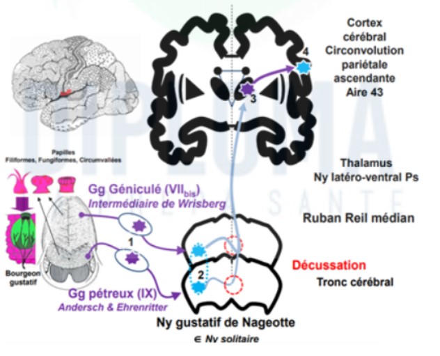 <ul><li><p>petites papilles sur la langue où l&apos;on retrouve des bourgeons gustatifs d&apos;où partent les dendrites du 1er neurone</p></li><li><p>son corps c : dans le ganglion du nerf VIIbis(géniculé)/IX(pétreux) → axone remonte ds tronc cérébral dans le VIIbis ou IX où il s&apos;articule avec le 2e neurone → de ce noyau part le 2e axone → thalamus , qui croise la ligne médiane où il va remonter dans le ruban de Reil médian</p></li></ul>