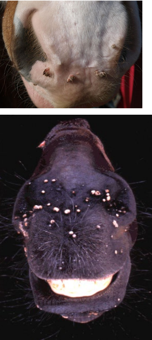 <p><strong>appearance</strong></p><ul><li><p>benign warts</p></li><li><p>multiple small, raised papillomas is typical (<strong>miliary pattern</strong>)</p></li></ul><p><strong>locations</strong></p><ul><li><p>most common: <strong>lips & noses</strong></p></li><li><p>less common: eyelids, inner pinnae of ears, genitalia & legs</p></li></ul><p><strong>**not pruritic or painful</strong></p>