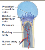 <p><span>As the primary ossification center grows toward the ends of the bone, osteoclasts break down some of the newly formed spongy bone trabeculae. This activity leaves a cavity, the medullary (marrow) cavity, in the diaphysis (shaft). Eventually, most of the wall of the diaphysis is replaced by compact bone.</span></p>
