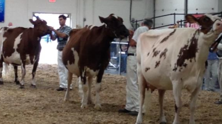 <p>Ayrshire</p><p></p><p><strong>Origin</strong>: Scotland</p><p><strong>Color</strong>: Mix of Red, Mahogany, brown, and white</p><p><strong>Size</strong>: Large</p><p><strong>Milk Volume Produced</strong>: 3rd among dairy breeds (>17,000 lbs per lactation)</p><p><strong>Milk Fa</strong>t: 4th among dairy breeds (>4%)</p>