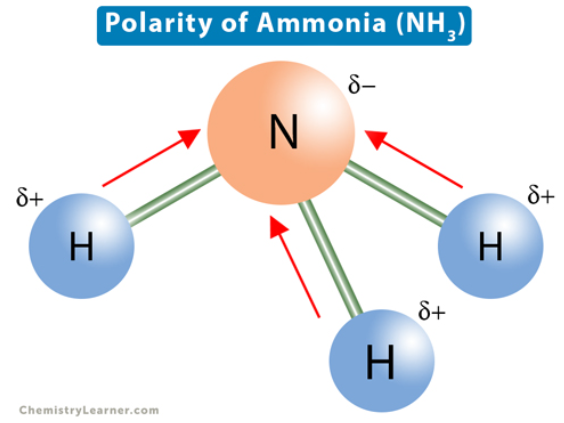 <p>polar because N-H has significantly different EN</p>