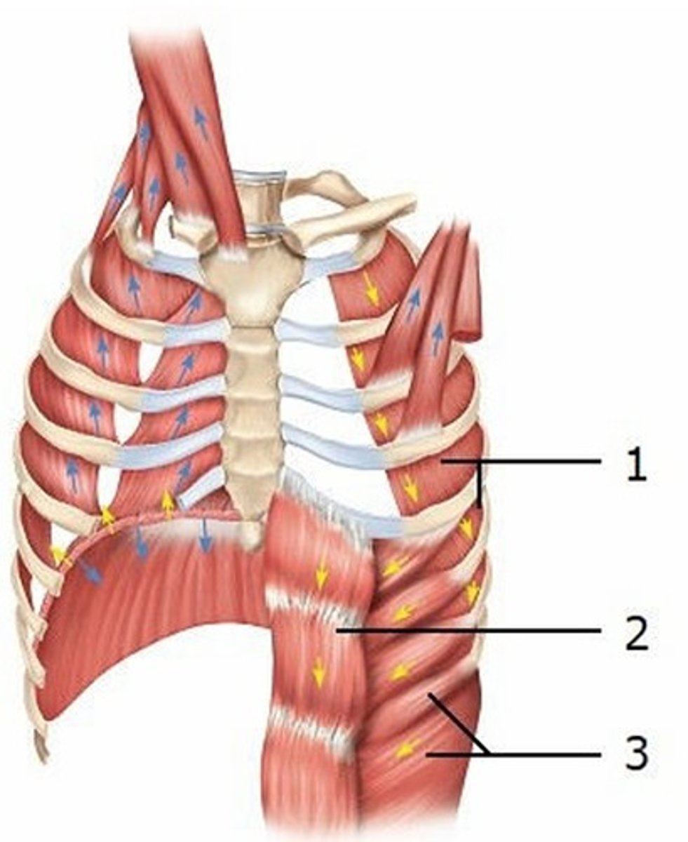 <p>This diagram shows some of the muscles that are active during exhalation. Which muscle is labeled 3?</p><p>A) Internal intercostals, interosseous part</p><p>B) Internal intercostals, intercartilaginous part</p><p>C) External intercostals</p><p>D) Internal abdominal oblique</p><p>E) External abdominal oblique</p>