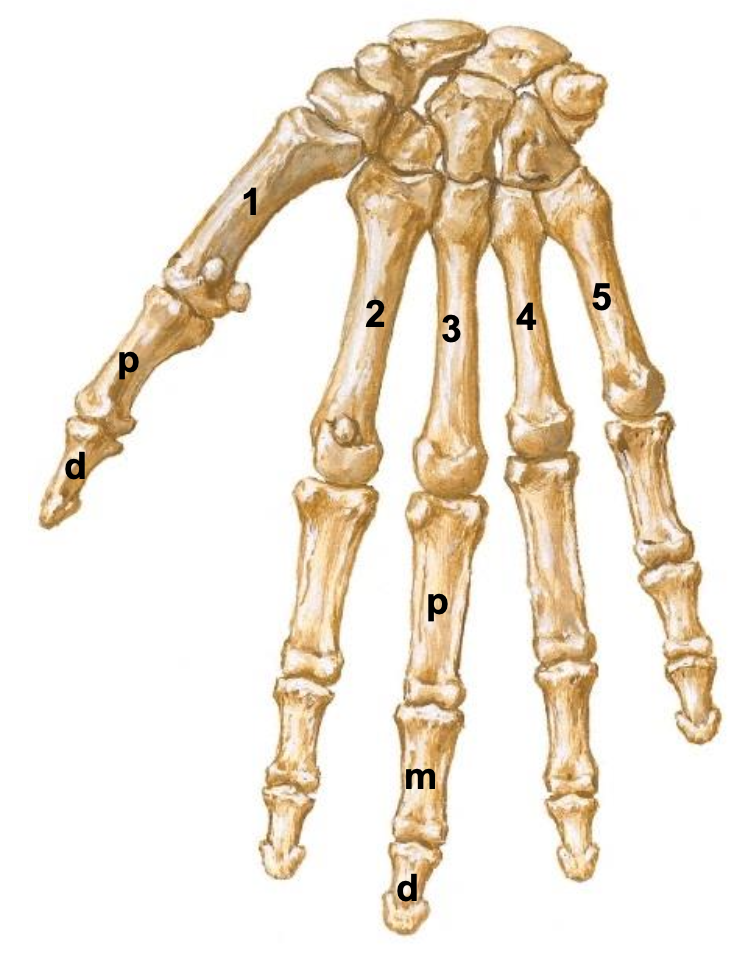 <p><span>How many metacarpal bones are there in the hand?</span></p>