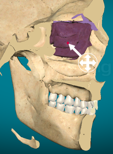 <p>Middle nasal concha</p>