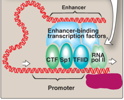 <p>Label this section of the core promoter site.</p>