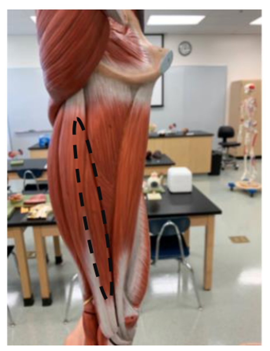 <p>posterior side (more medial to semitendinosus)</p>