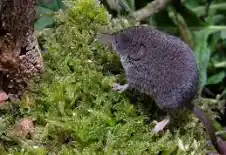 <p><em>Sorex minutus</em></p>