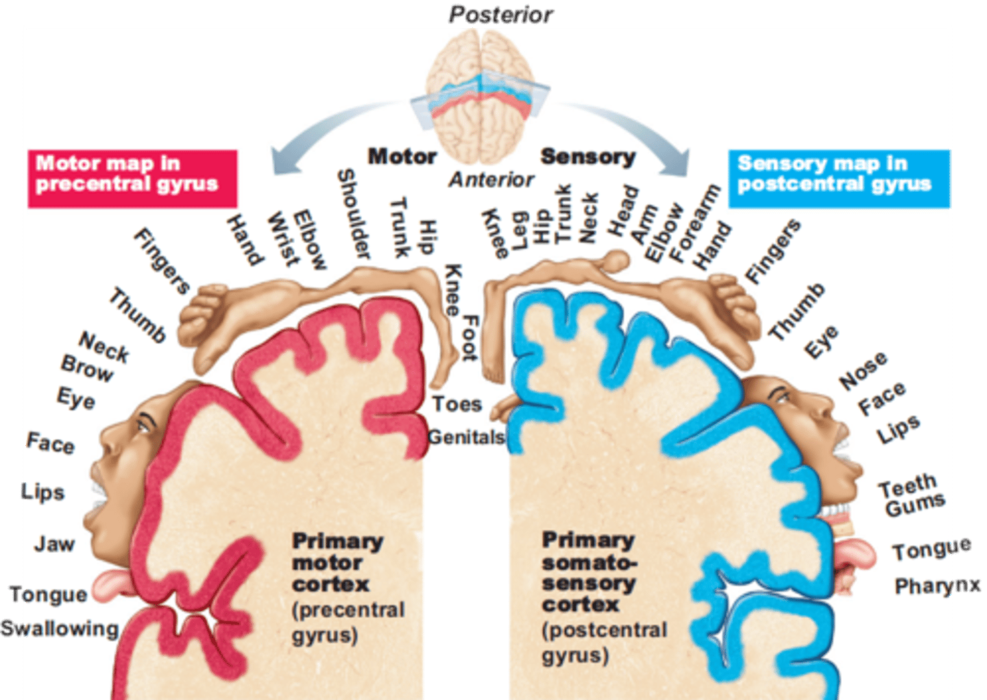 <p>the organization of sensory input in the brain</p>