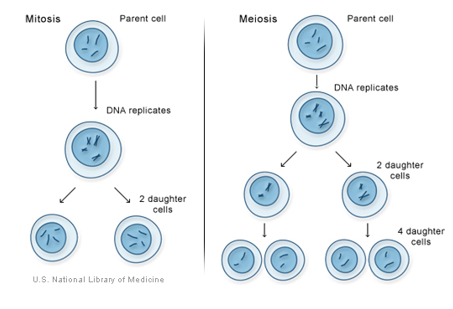 <ul><li><p>complex process involving many of the organelles of cell</p></li><li><p>process starts from one parent cell that produces two genetically identical daughter cells</p></li><li><p>produces body cells </p></li></ul><p></p>