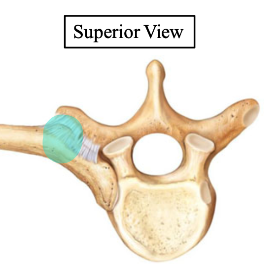<p>Name the highlighted structure (on the rib)</p>