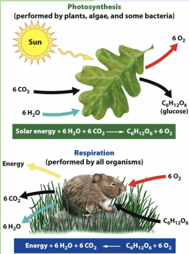 <ul><li><p>Plants, algae, phytoplankton</p></li><li><p>Removes CO<sub>2</sub> from the atmosphere &amp; converts it to glucose</p></li><li><p>Glucose = biological form of C &amp; stored (chemical) energy in form of sugar</p></li><li><p>CO<sub>2</sub> sink</p></li></ul><p></p>