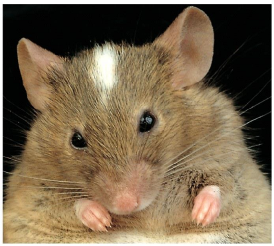 <ul><li><p>mouse</p></li><li><p>helped us learn about Kit gene mutations (white stripe on forehead) </p></li><li><p>social networks are comparable to humans </p></li><li><p>many similarities to homosapiens while still being a lower mammal</p></li></ul><p></p>
