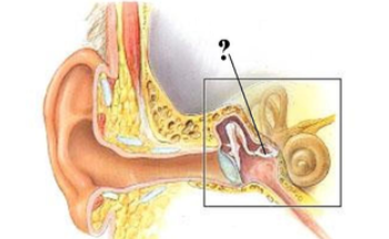<p><span><span>Identify the indicated structure.</span></span></p>