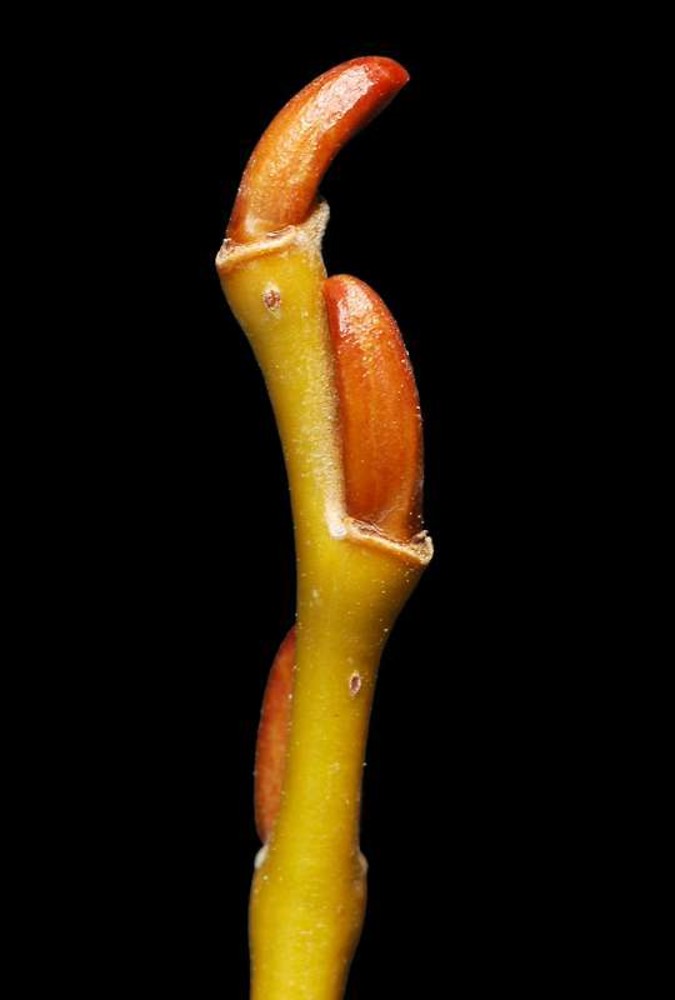 <p>Which tree do these buds belong to? </p>