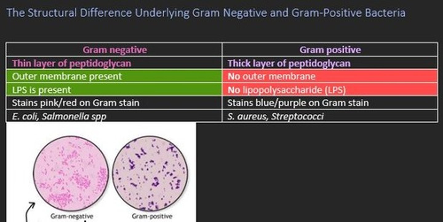 <p>Streptococcus bacteria are gram negative</p><p>True or false?</p>