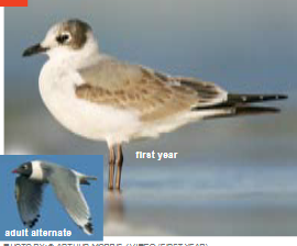 <p><span><span>Larus pipixcan </span></span></p>