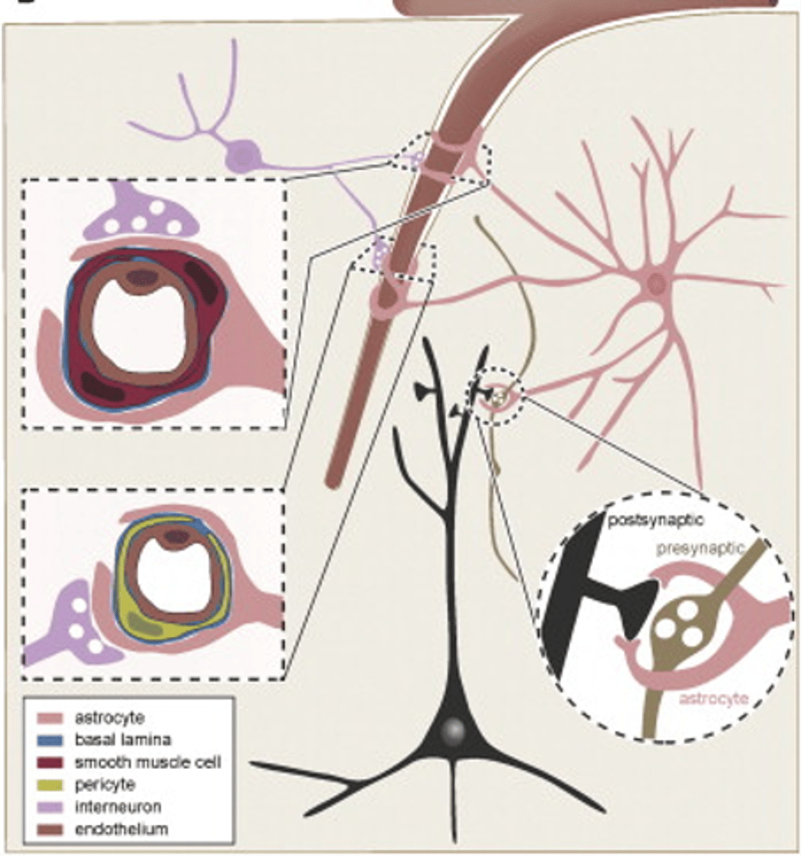 <p>What is neurovascular coupling?</p>