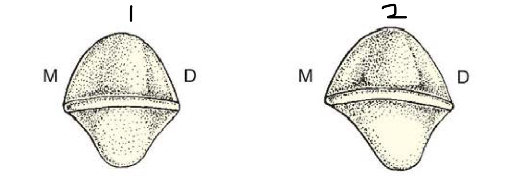 <p>Which mandibular incisor is number 1? Number 2?</p>
