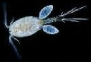 <p>Dracunculus medinensis </p>