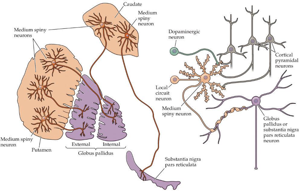<ul><li><p><span><span>each cortical neuron synapses on one spine, but each medium spiny neuron receives many cortical inputs</span></span></p></li><li><p><span><span>allows for widespread information distribution</span></span></p></li></ul><p></p>