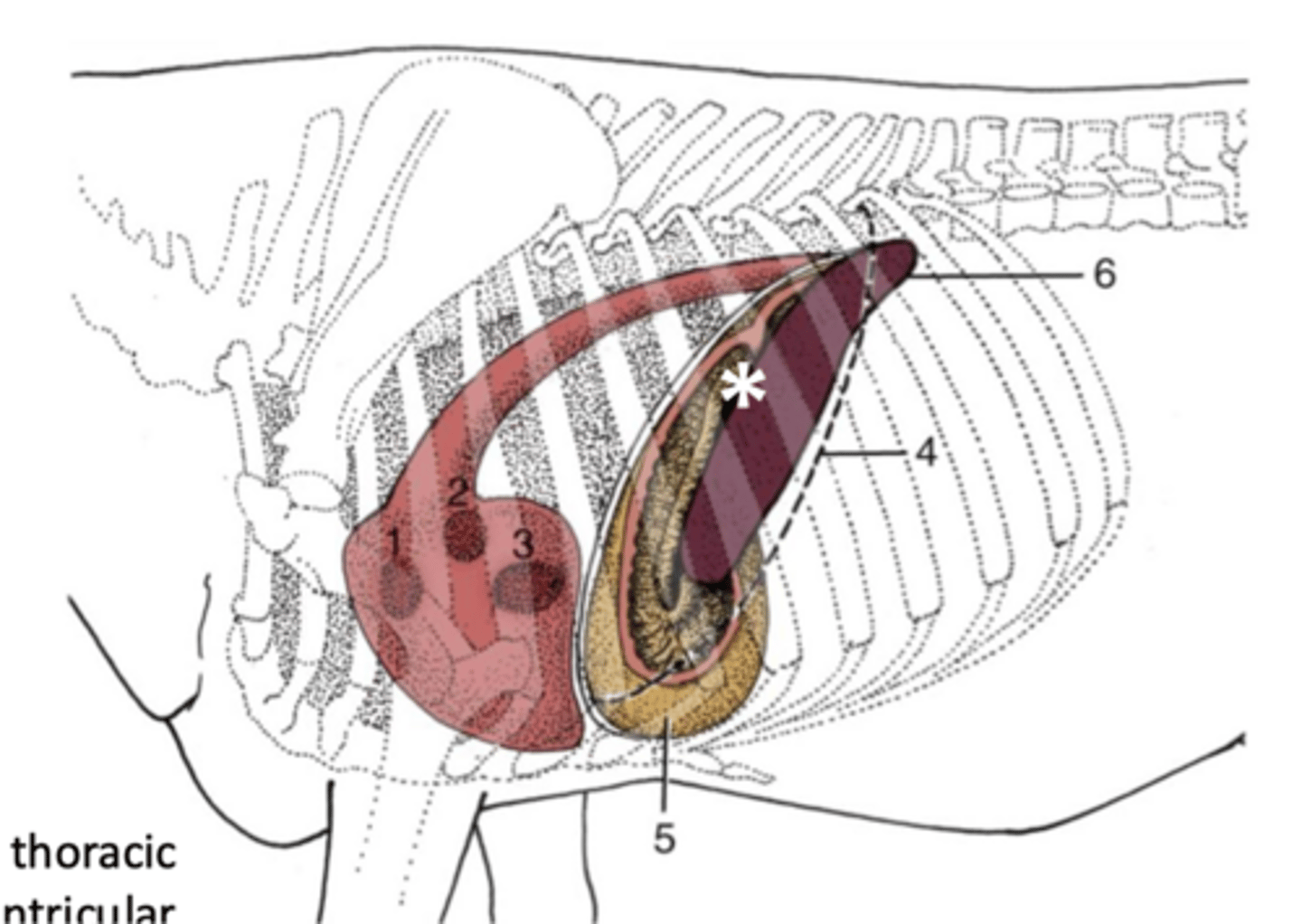 <p>where is the cardia of the stomach found---at the star</p>
