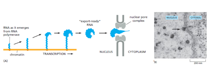 <p>they are packaged with a number of proteins and are actively transported through the nuclear pore. This process is regulated, so some mRNAs may be transported through a pore more quickly than others.</p>