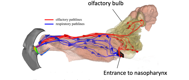 <p><strong><span>Respiratory pathway (blue)&nbsp;- respiratory epithelium </span></strong></p><ul><li><p><span>Warms the air via rich blood supply of nasal lining</span></p><ul><li><p>Protects lower respiratory tracts</p></li></ul></li><li><p><span>Moistens the air- glandular secretions → mucus</span></p><ul><li><p>Goblet cells and glands produce mucus that adds moisture to inspired air</p></li></ul></li><li><p><span>Cleanses the air- mucus and cilia</span></p><ul><li><p>Mucus traps dust and particles</p></li><li><p>Cilia move the mucus toward the pharynx to be swallowed or removed</p></li></ul></li><li><p><span>Regulates airflow- blood vessel congestion or constriction</span></p><ul><li><p>Blood vessels can swell (CONGESTION) or constrict, altering airflow</p><ul><li><p>EX: constrict during exercise to increase air flow</p></li></ul></li></ul></li></ul><p></p><p><strong>Olfactory pathway (red) - olfactory epithelium </strong></p><ul><li><p>Runs alongside the respiratory pathway and is responsible for detecting smells</p></li></ul><p></p>