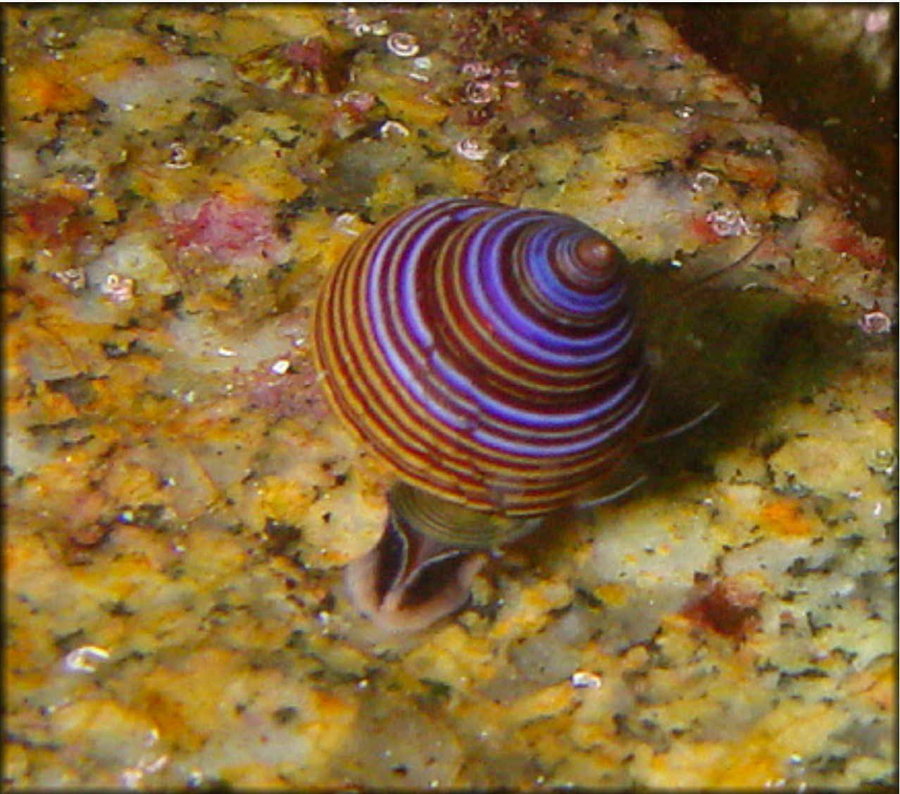 <p>Ribbed top-snail</p>