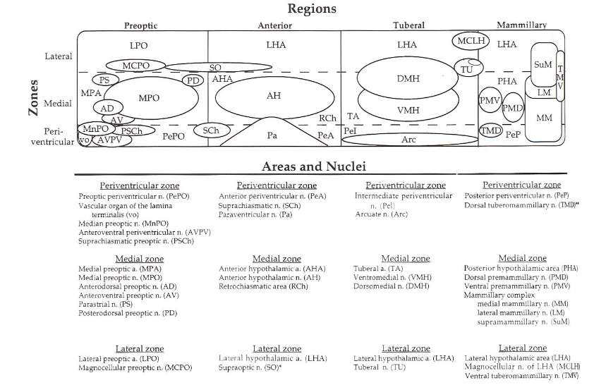 <p>Large nuclei involved in the initiation of motivated behaviours such as aggressive or appetitive behaviour, extensive connections throughout the brain, many sensory inputs, frequently via the limbic system (amygdala, hippocampus, etc.) and through brainstem nuclei relaying visceral information (Nucleus of the solitary tract, NTS)</p>