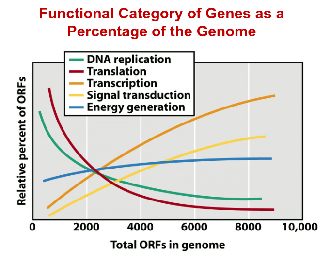<p>“open reading force” - gene sequence predicted to code for a protein (note the positive/negative correlations in the diagram)</p>