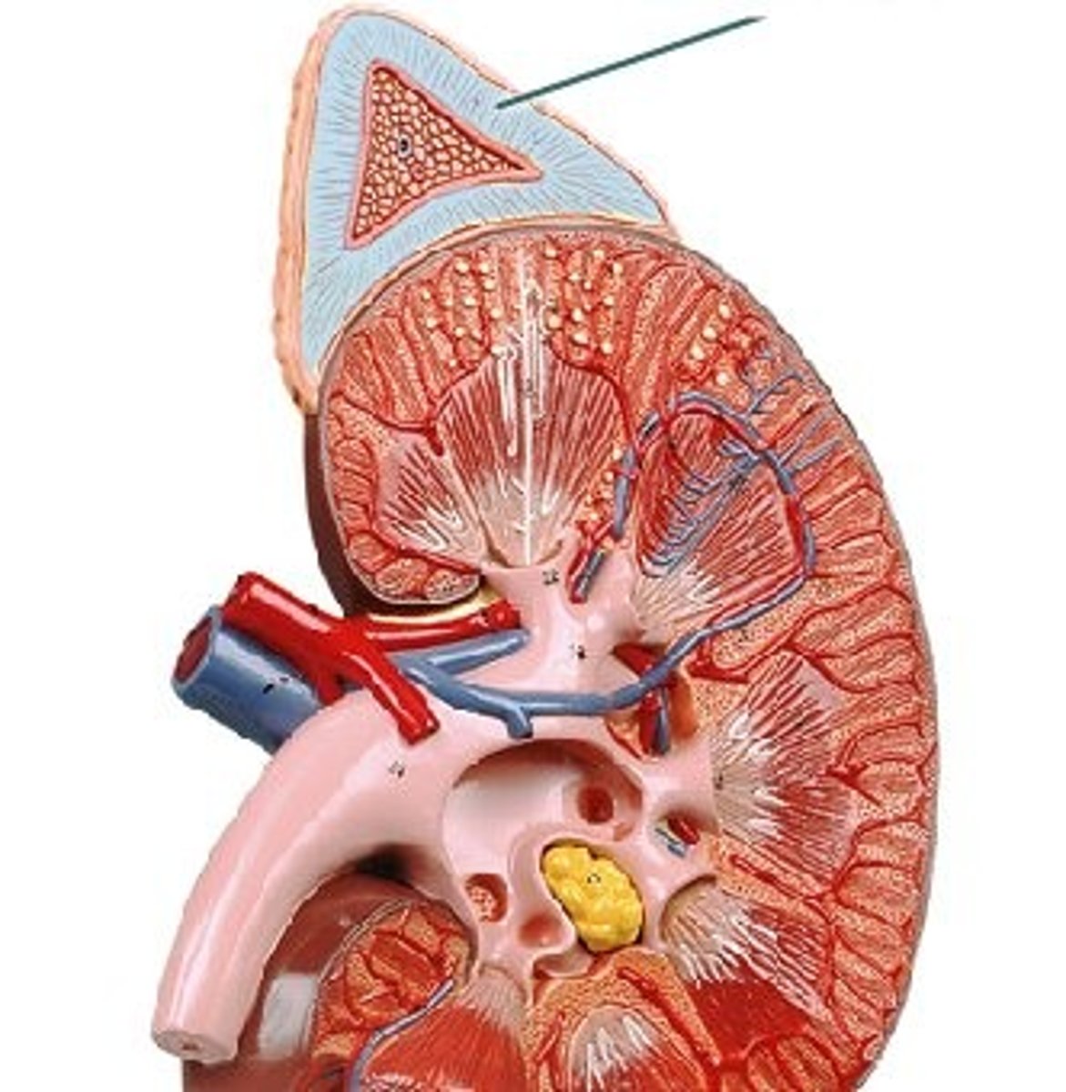 <p>Produces Aldosterone and cortisol.</p>