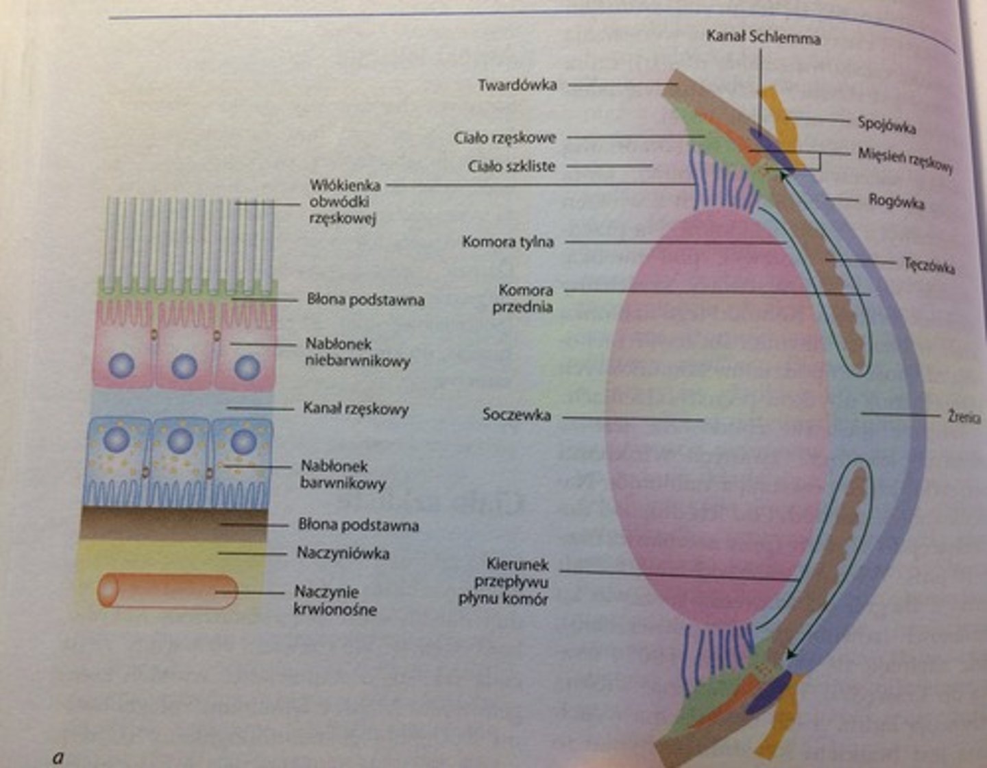 <p>od strony zewnętrznej gałkę oczną pokrywa torebka gałki ocznej/Tenona. Między torebką Tenona, a zewn. powierzchnią twardówki znajduje się przestrzeń Tenona. </p><p>Twardówka tworzy zewn. warstwę ściany gałki ocznej na 5/6 jej powierzchni, przechodząc na jej przednie 1/6 pow. w rogówkę.</p><p>Twardówka składa się z:</p><p>- zewnętrznej warstwy włóknistej - w tej warstwie zakotwiczone są mięśnie oczne</p><p>- blaszki brunatnej - zawiera melanocyty. </p><p>Między twardówką, a naczyniówką znajduje się przestrzeń nadnaczyniówkowa. </p><p>W tylnej cz. gałki ocznej twardówka zrasta się z oponą twardą, a w miejscu wyjścia n. wzrokowego ma liczne otwory dla włókien nerwowych - blaszka sitowa. </p>