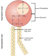 <p>Major component of cell membrane&nbsp;</p><p>-TWO fatty acids attached to a glycerol and a phosphate&nbsp;</p><p>Hydrophillic head (attracted to water ) </p><p>Hydrophobic tail (repelled by water)&nbsp;</p>