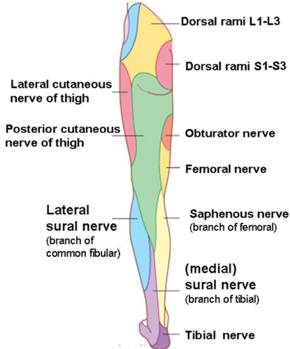 <p>-lower extremity (knee, crus, ankle)</p>