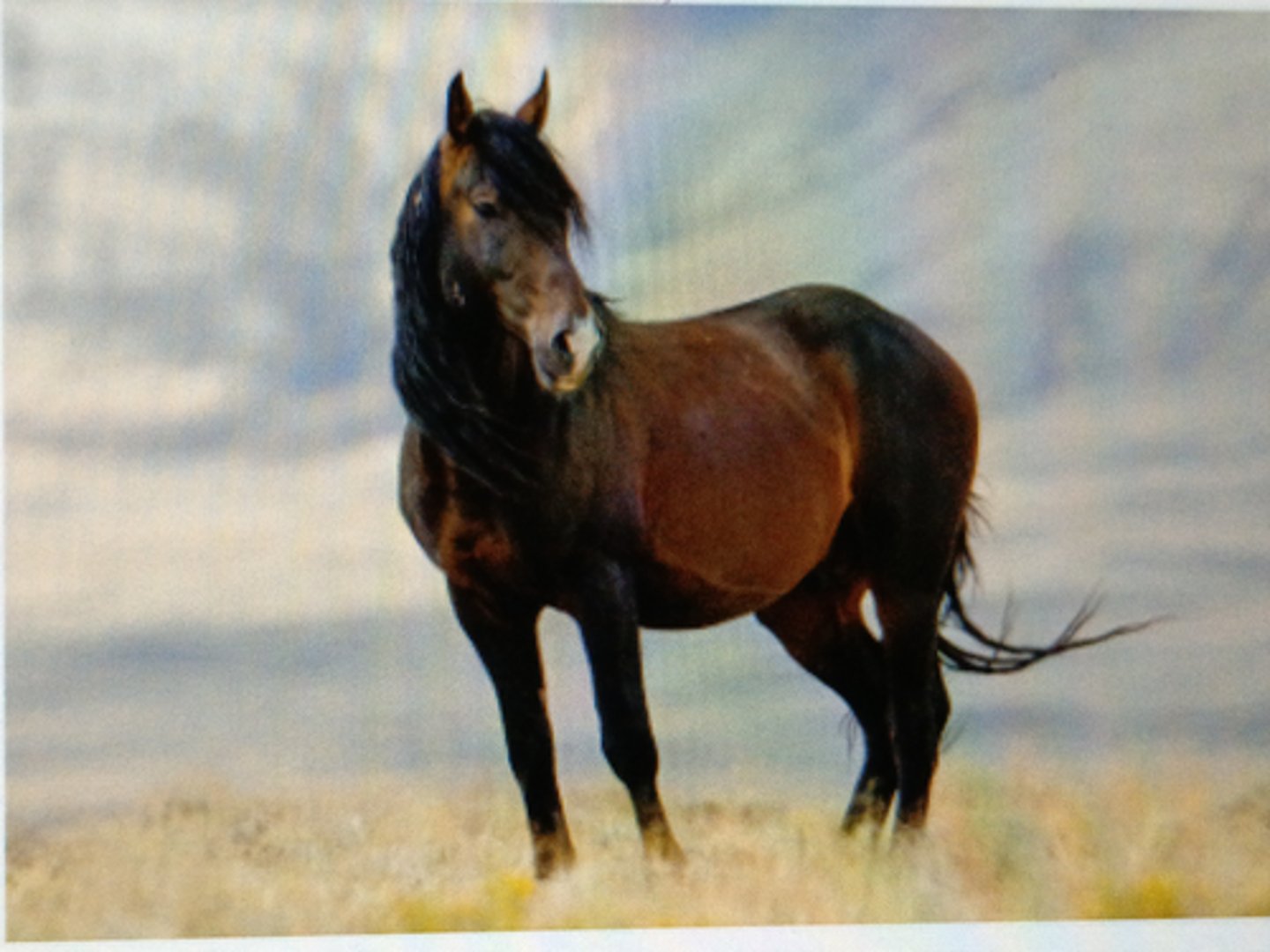 <p>Descended from horses</p><p>brought by Spanish</p><p>Conquistadors</p><p>¡ Feral horses - free-</p><p>roaming</p><p>¡ Varying phenotypes of</p><p>other breeds &amp; types of</p><p>horses contributed to</p><p>modern mustang</p>