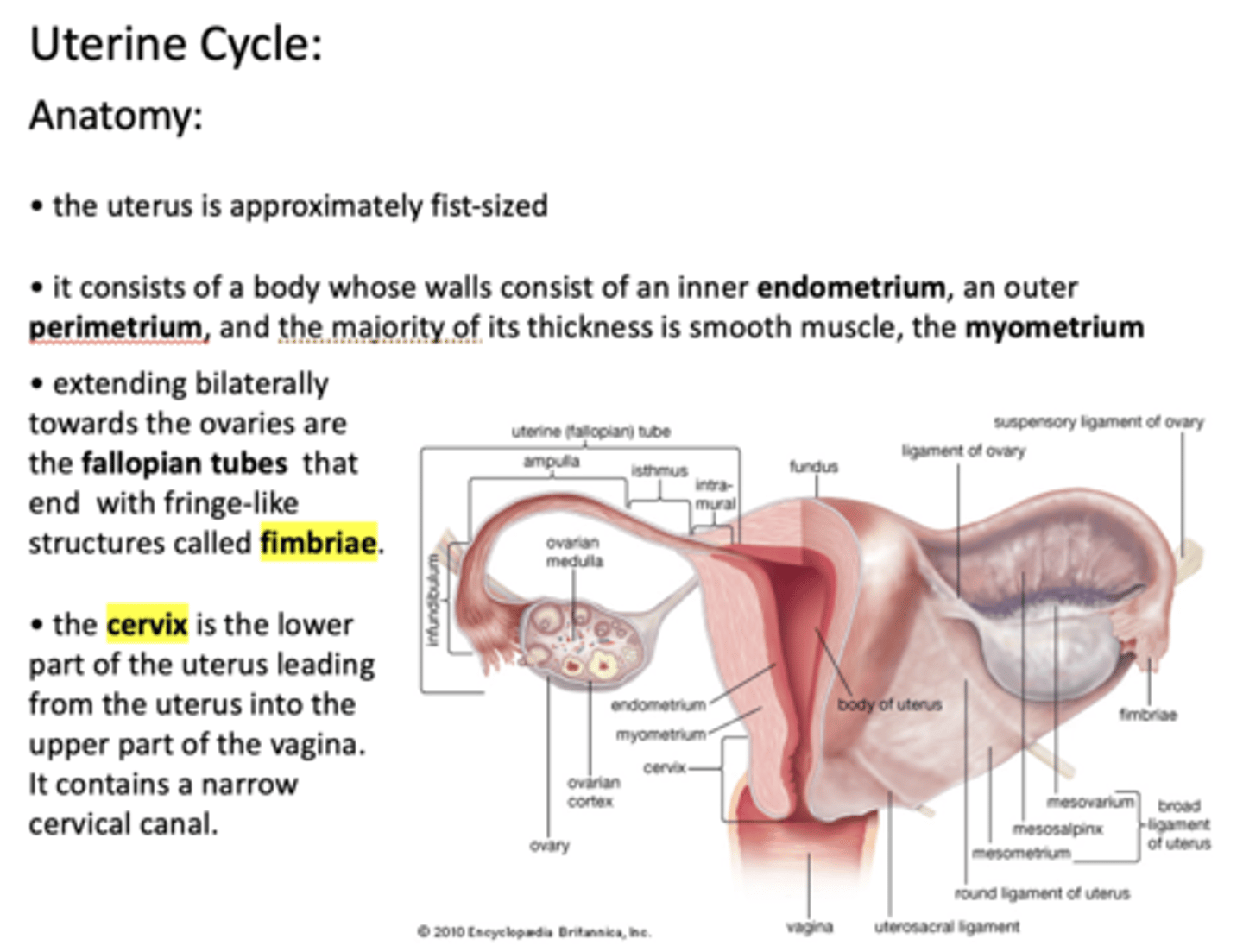 <p>Cervix</p>