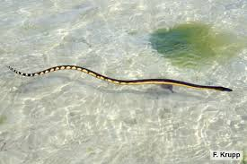 <p><span><span>Yellow-bellied sea snake</span></span></p>