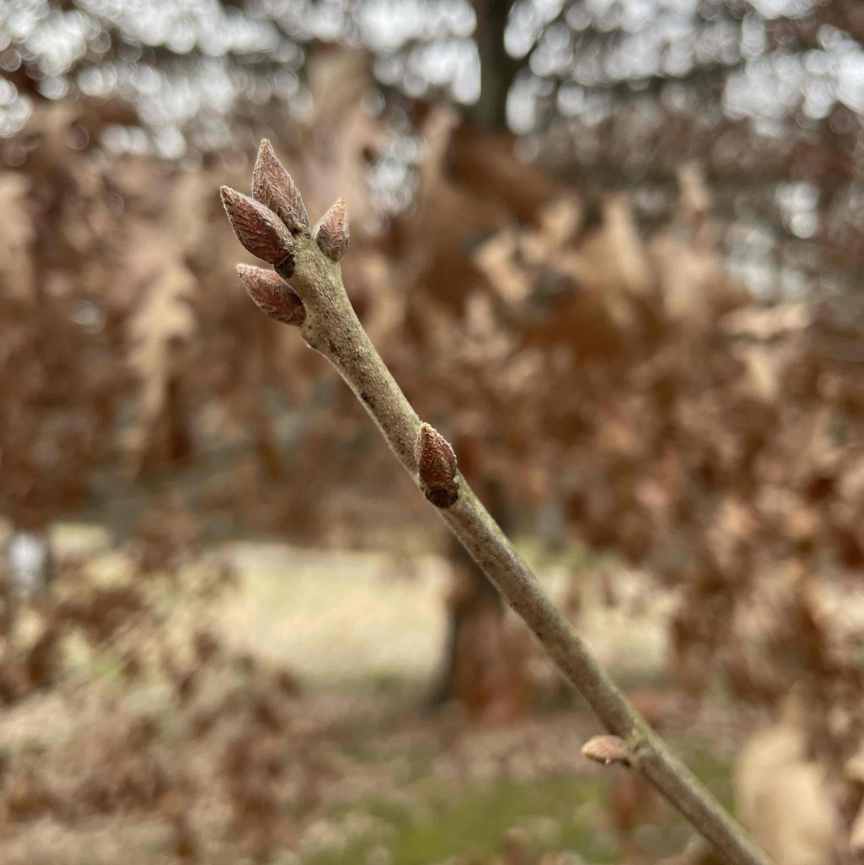 <p>Fagaceae</p>